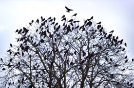 Les oiseaux sont sur leur perchoir (ici à la rue Jean-André Venel) le soir et le quittent au lever du jour pour aller se nourrir, mais les arbres seront occupés en permanence d’ici quelques semaines, pour la nidification.