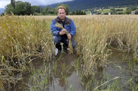 Le champ de blé de l’agriculteur Kurt Peterhans a comme une allure de rizière.