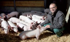 Contrairement à ce qui a pu être vu dans d’autres porcheries vaudoises, les cochons de Chanéaz peuvent profiter du soleil depuis leur box. ©Michel Duperrex