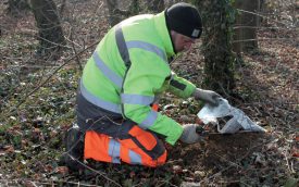 Les chenilles processionnaires, qui descendront de l’arbre pour se métamorphoser avec le retour des beaux jours, termineront leur course dans ce piège de plastique. ©Ludovic Pillonel