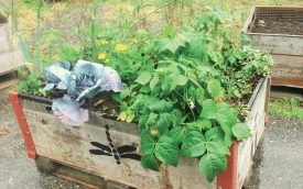 Des jardins de poche de ce type auraient pu fleurir sur la voie publique. ©DR