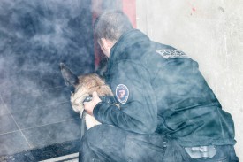 Les chiens apprennent à se repérer dans un bâtiment enfumé et sans lumière. © Carole Alkabes