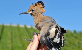 Des huppes fasciées vivent, durant l’été, dans un vignoble près de Concise.