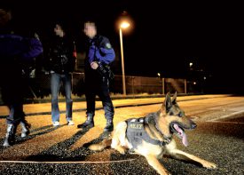 La brigade canine a été déployée pour retrouver l’auteur (images prétextes). ©Jacquet-a