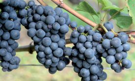 Dans la région de Bonvillars, le pinot noir est en pleine phase de maturation. ©Michel Duperrex