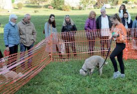 Démonstration de cavage avec Aurore Ortlieb et son chien Lego. ©Michel Duperrex