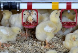 Les poussins arrivent à Lignerolle à peine sortis de l’oeuf. © Michel Duperrex