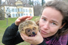 Des peluches à l’effigie du sympatique animal, similaires à celle présentée par la directrice adjointe du Centre Pro Natura Layne Meinich, seront en vente à la réception. © Michel Duperrex