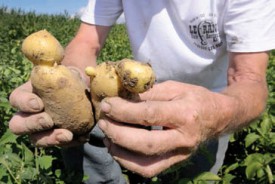 Les patates ont un drôle de look. © Nadine Jacquet