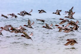 Les fuligules milouins (avec la tête rouge) étaient les plus nombreux dans le secteur couvert par Michel Antoniazza. © Champi