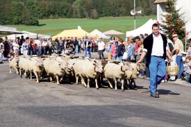 Lucien Kaenel et son troupeau de moutons. ©Gabriel Lado