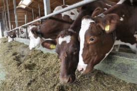 Les élevages de vaches laitières sont menacés par la baisse du prix du lait. © Michel Duperrex