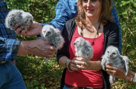 Nées il y a deux à trois semaines dans un nichoir artificiel déposé par les services de la Commune d’Orbe, les quatres petites chouettes hulottes se sont facilement laissées baguer. © Pierre Blanchard