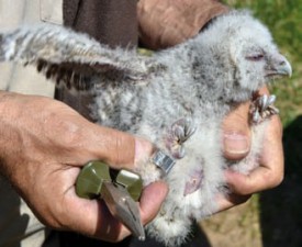 Nées il y a deux à trois semaines dans un nichoir artificiel déposé par les services de la Commune d’Orbe, les quatres petites chouettes hulottes se sont facilement laissées baguer. © Pierre Blanchard