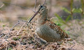 La bécasse des bois se rencontre dans la zone paléartique, c’est-à-dire l’Europe, l’Afrique du Nord et les deux deux-tiers nords de l’Asie. Sa population, stable, s’élève à environ 25 millions d’individus. © Jürgen Schiersmann