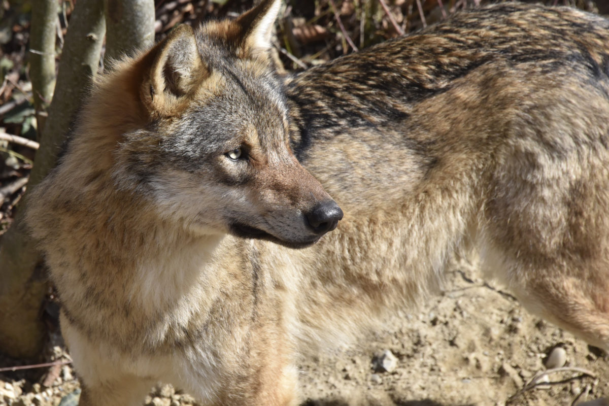 Loup: les députés vaudois votent une résolution de José Durussel pour une meilleure régulation