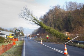 Il faut toute l’expérience des bûcherons et des machinistes pour faire tomber ce frêne à l’endroit souhaité, avant de pouvoir rouvrir le trafic à la circulation.