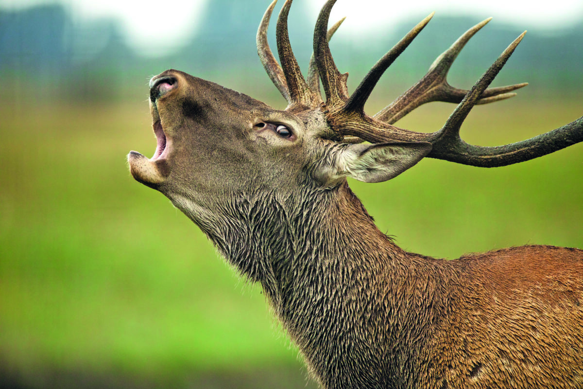 Le cerf poursuit sa reconquête du Plateau