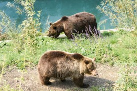 Les ours, ici Björk (en bas) et Ursina, se sont sentis à l’aise dès leur retour à Berne. © Pierre Blanchard