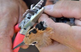 Les petits sont bagués à l’âge de trois semaines.