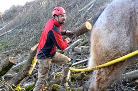 Benoît Breton fixe le bois coupé au cheval.