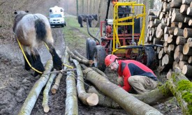 Le bois est transporté jusqu’au sentier en contrebas du chantier forestier.
