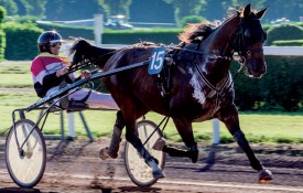 Etienne Massonet part à l’aventure. Dès demain, il participera aux Européens des trotteurs amateurs à Wolvega, aux Pays-Bas. ©Turffotos.ch