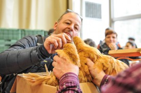 Le surnommé «Jojo» a déniché des poules orpingtons fauves qui lui ont plu. © Carole Alkabes