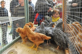 De nombreuses poules ont intrigué les passants à la grande salle de Concise. © Carole Alkabes