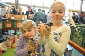 Elisa et Lucie Montandon ont trouvé deux jolis poussins de Hollande du nord, une race de poule domestique.