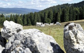 Mur de pierres sèches et vaches: l’un des paysages typiques du parc. © Michel Duperrex
