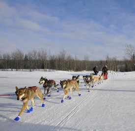 Marcelle Fressineau en mode compétition lors de la Yukon Quest, en 2012, et en mode «nounou» avec une portée de chiots.