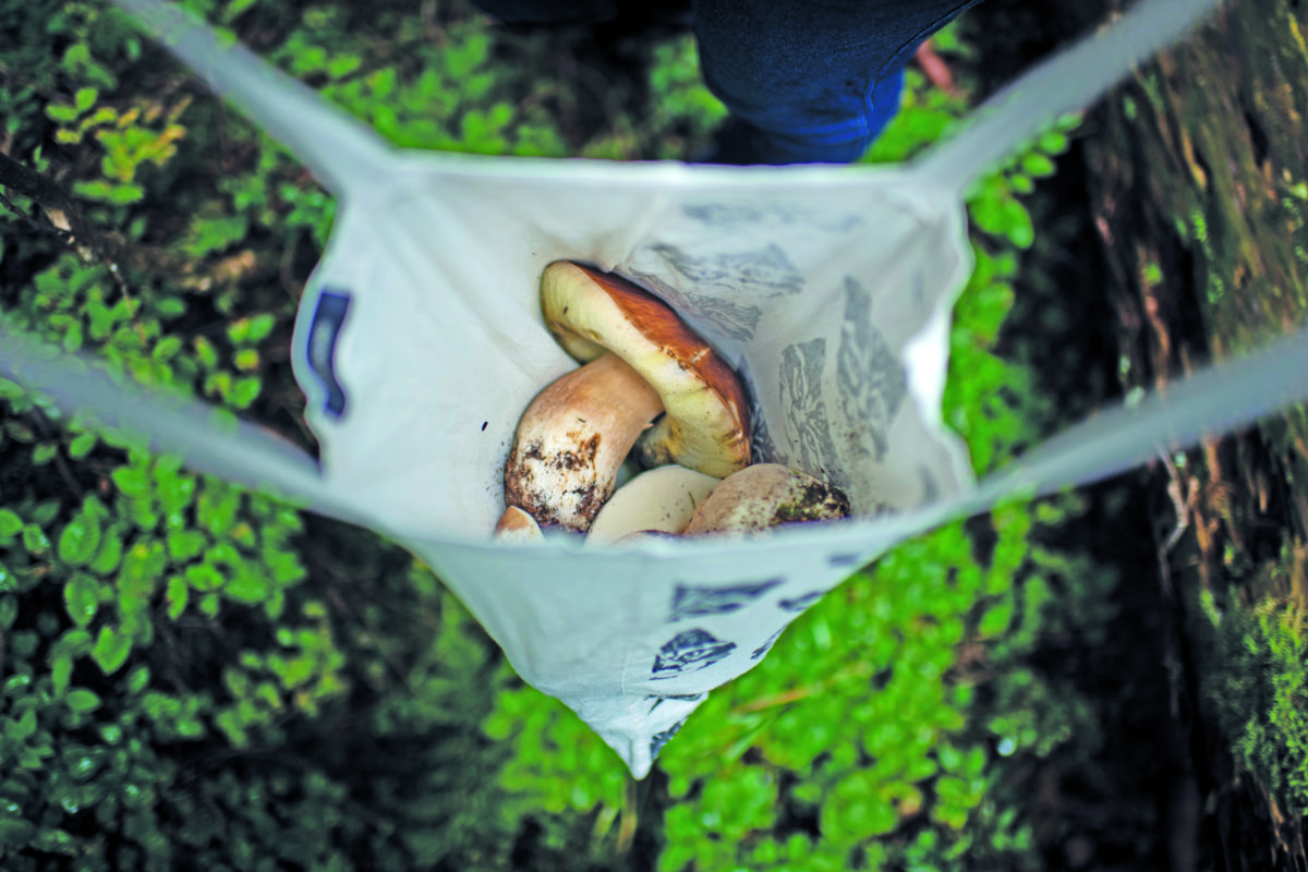 Laisser pousser comme un champignon