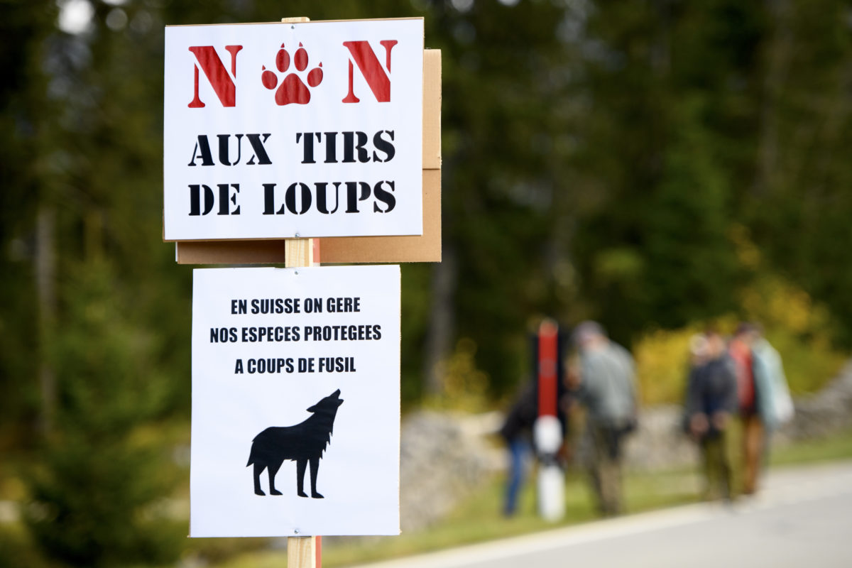 Vaud songe à dénoncer les agissements des défenseurs du loup