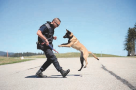 Douglas, un collaborateur de la Police de Nyon, avec Quenzi, 6 mois. Les chiens sont habitués dès leur plus jeune âge à se voir récompensés de leurs performances par le jeu. © Nadine Jacquet
