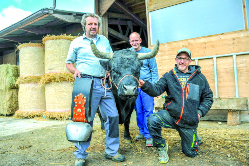 Christian Gonin, Thierry Jaquier et Sylvain Blanchard organiseront leur cinquième combat de reines à Essertines-sur-Yverdon, dimanche. Et plus de septante vaches d'Aérants seront au rendez-vous. © Carole Alkabes