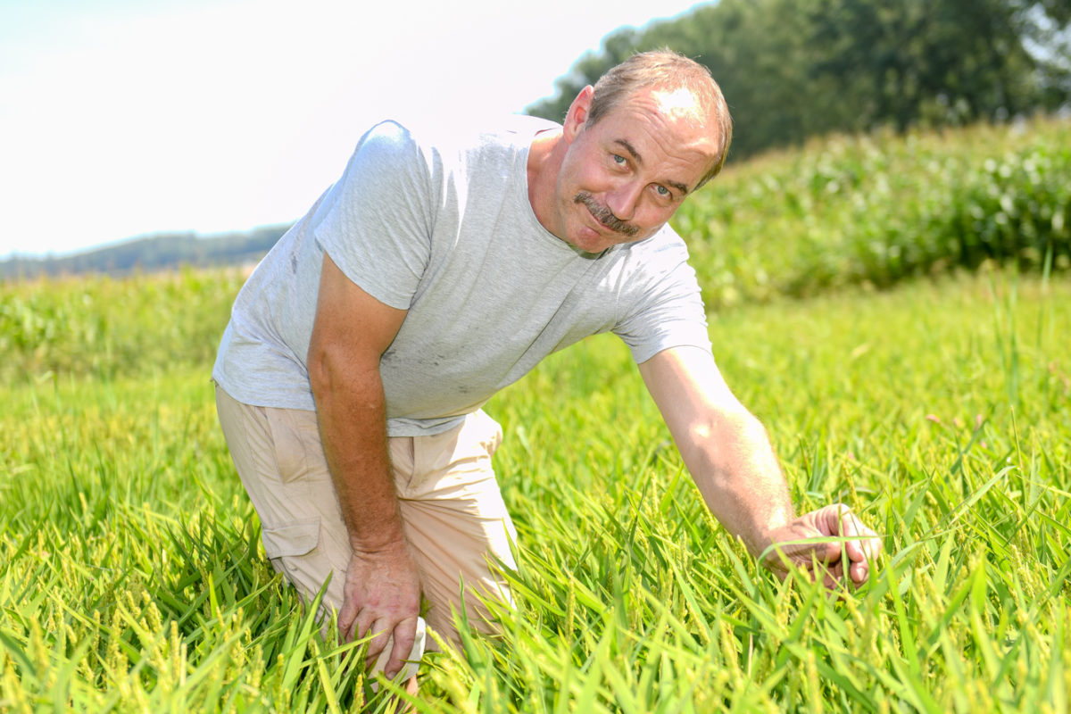 Des grains de riz pour revaloriser les tourbières