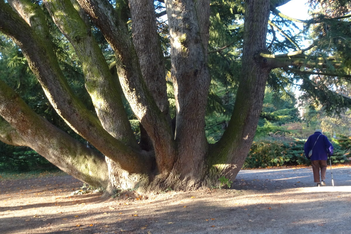 Tout savoir sur l’abies