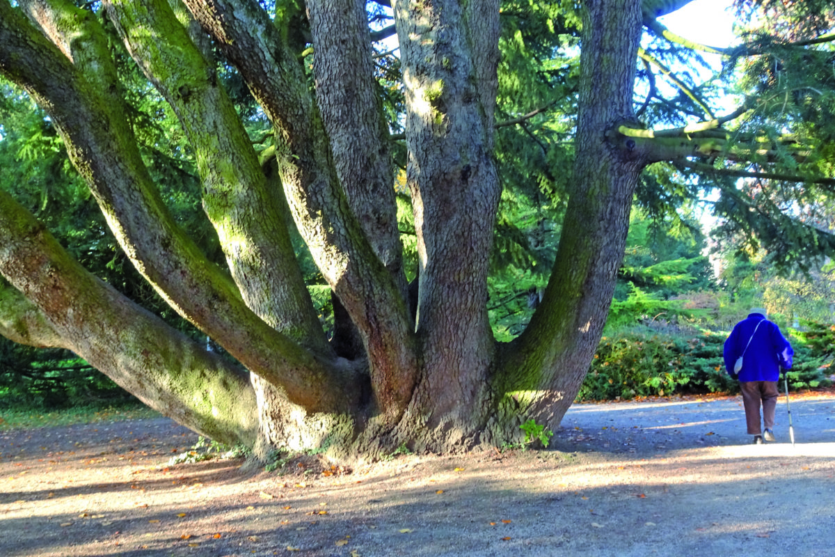 Le parc dédié aux arbres