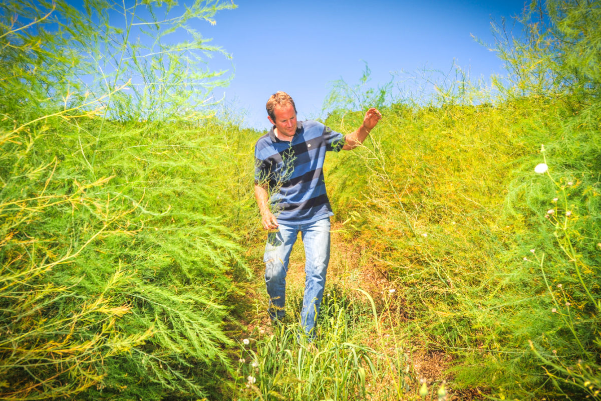 Les asperges locales font leur chemin