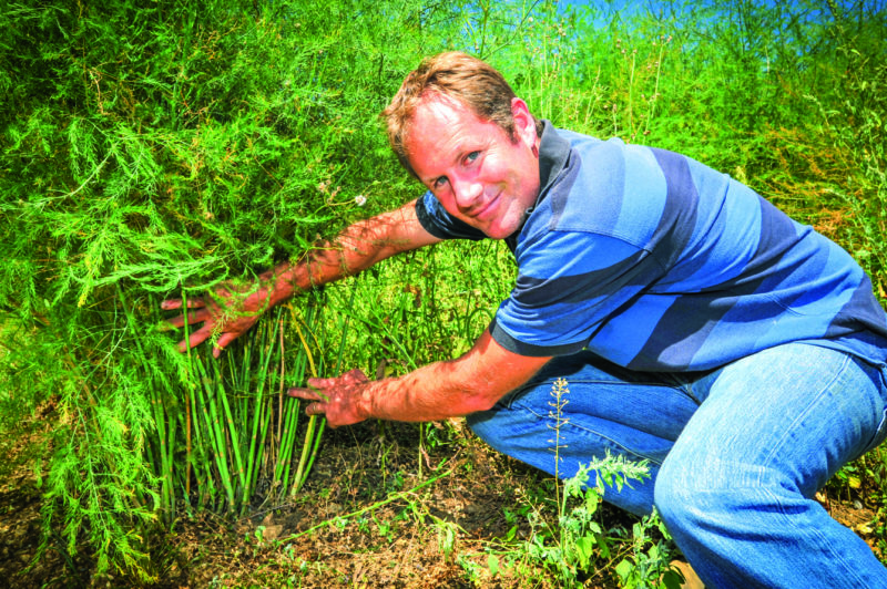 Etienne Gruber a lancé la production d’asperges en 2014. A la fin de cette saison, ce sont environ 400 kilos d’asperges qui ont pu être récoltés.