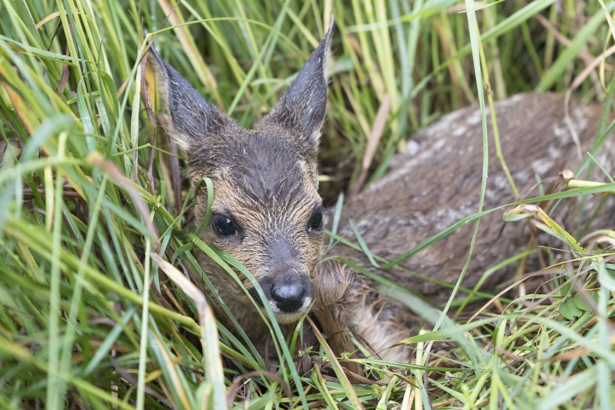 Faons arrachés à une mort certaine