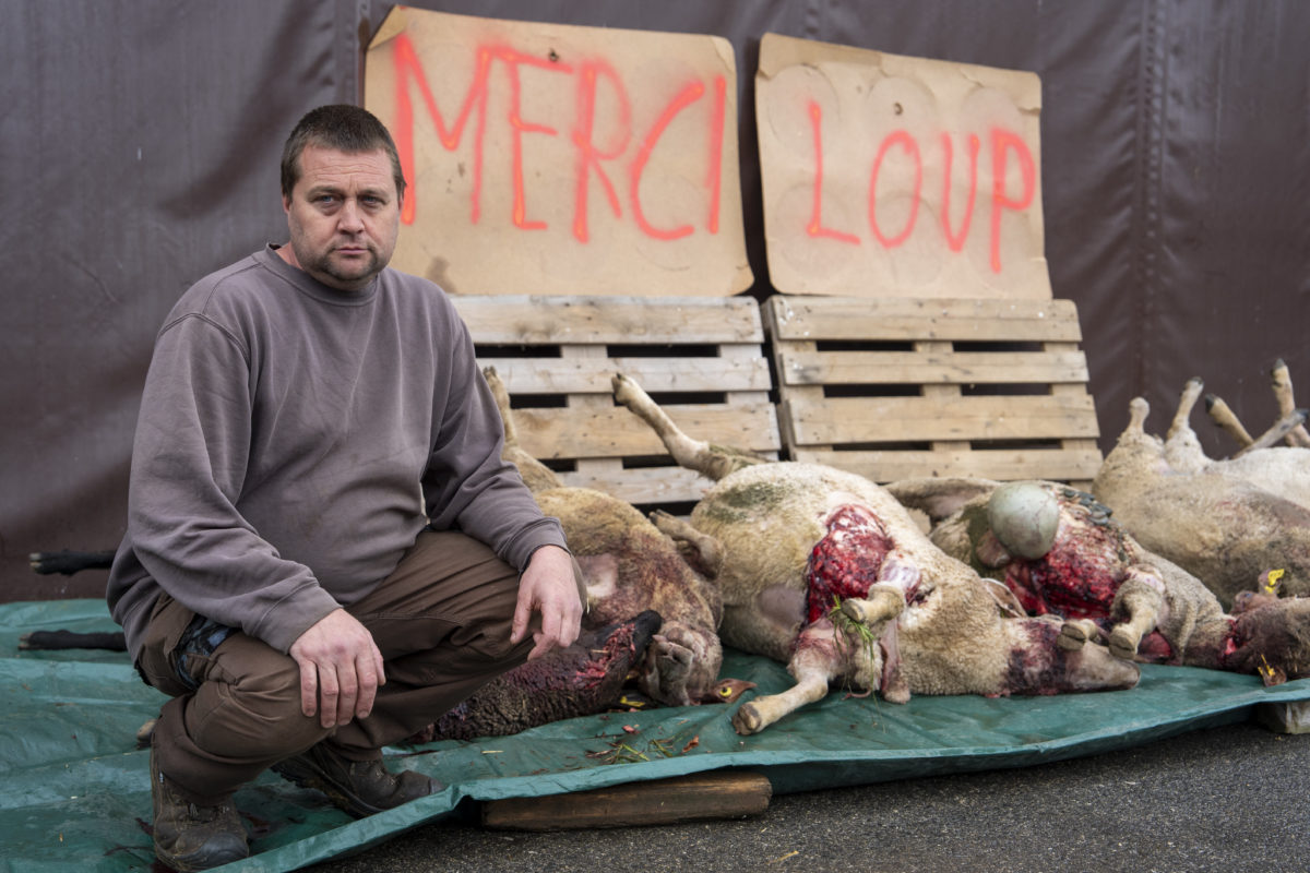 Le loup lui a enlevé dix brebis