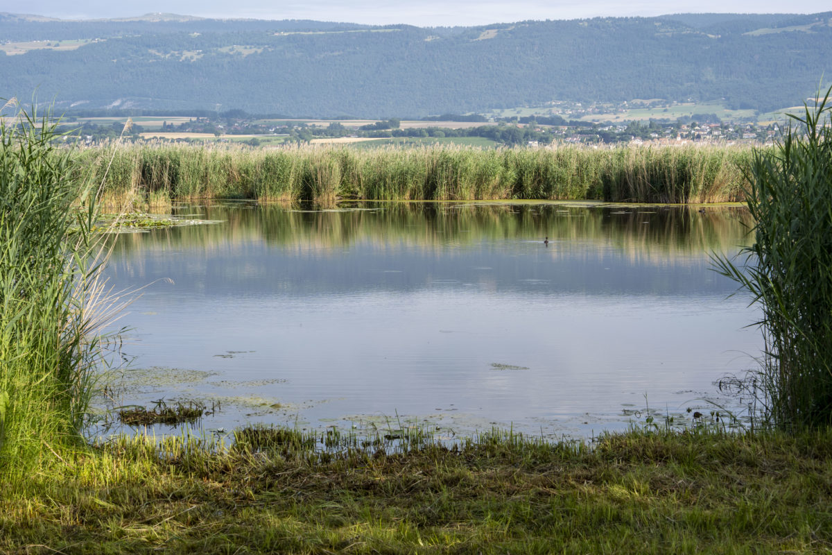 Marais sous hautes températures