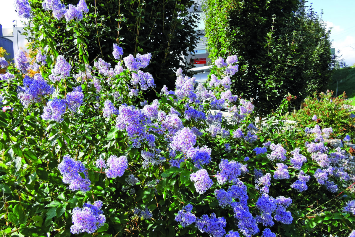 Fleurs bleues…