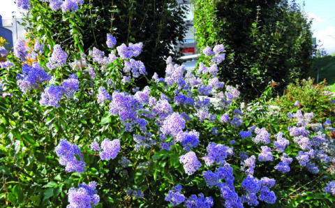 Fleurs bleues…