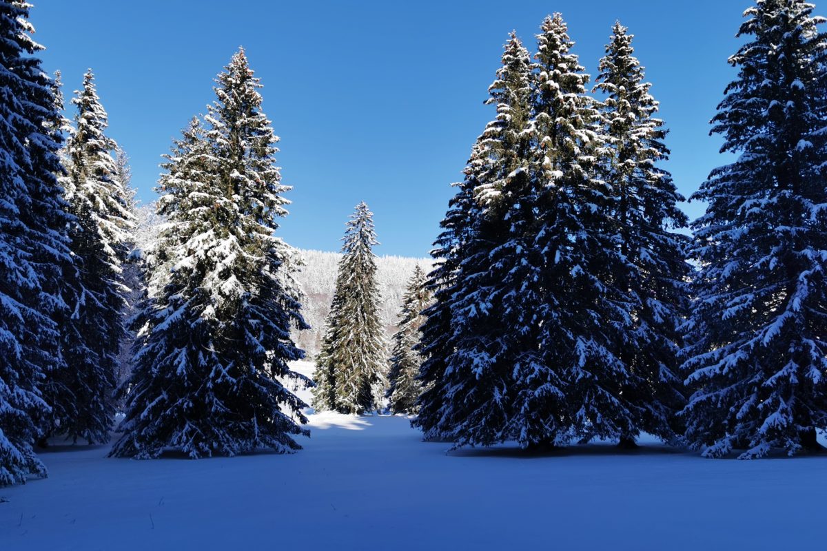 Nos sapins: abies ou picea?