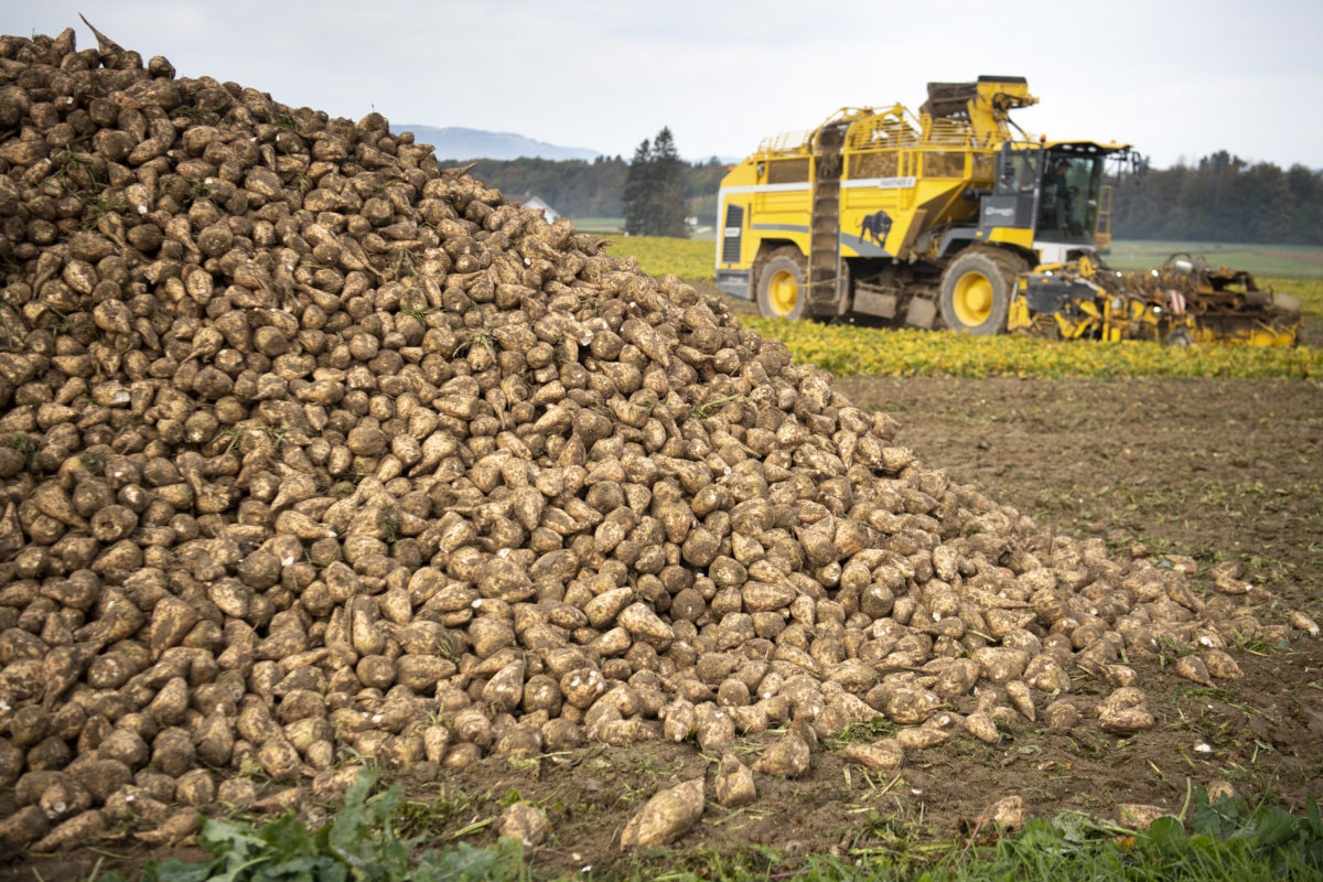 Les betteraviers demandent la réintroduction provisoire du Gaucho