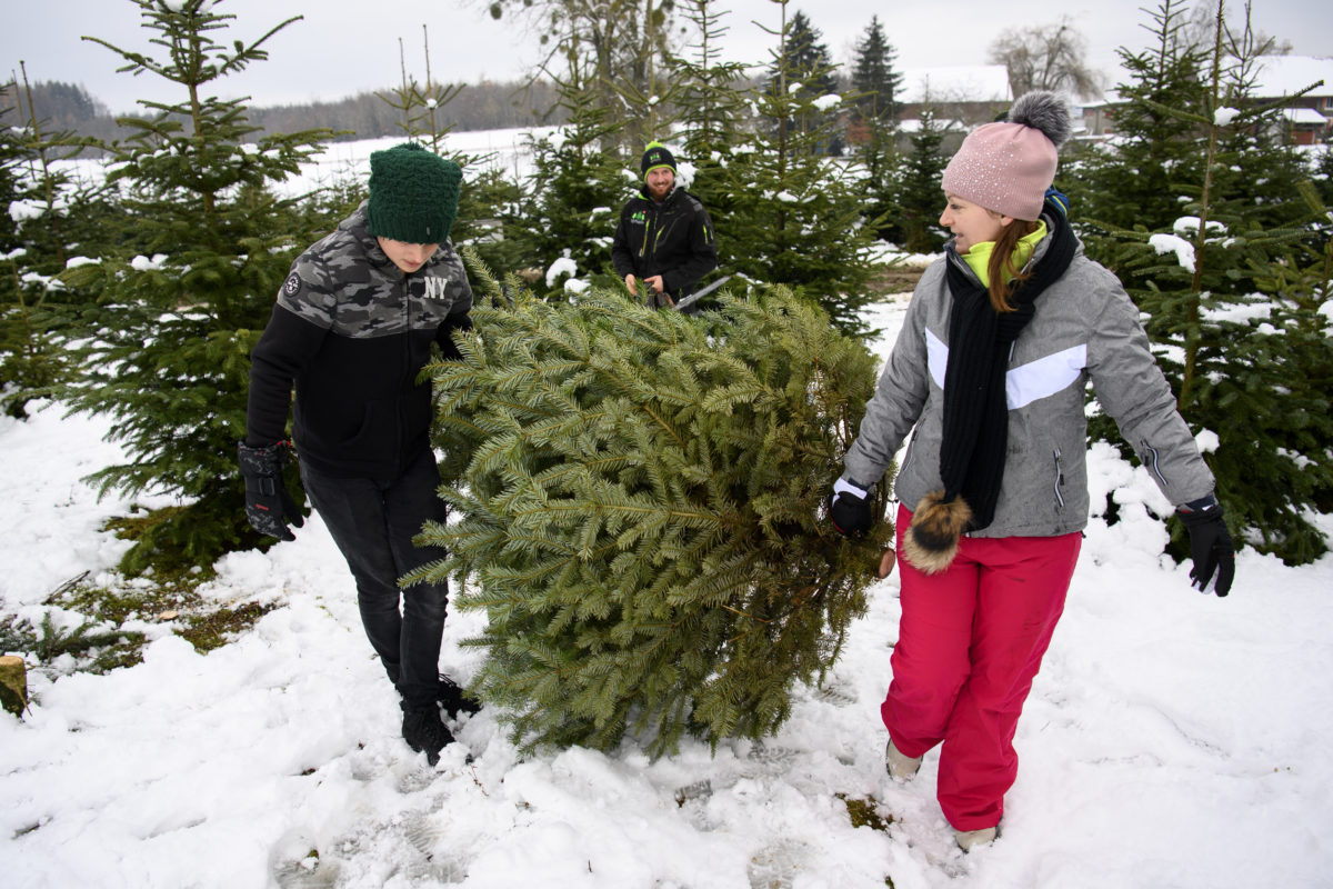 Pas de ramassage des sapins de Noël à la Fête des Rois