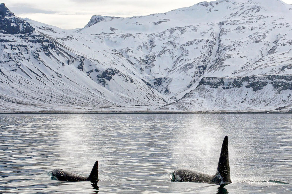 L’Atlas met  les voiles pour étudier l’Arctique